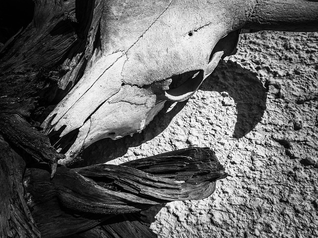 skull-219512_640 (1)